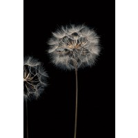 Assaf Frank - Make A Wish III