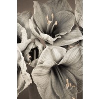 Assaf Frank - Grand Floral II