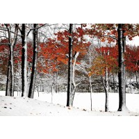 Burney Lieberman - SnowFall