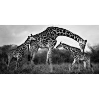 Xavier Ortega - Giraffe Family