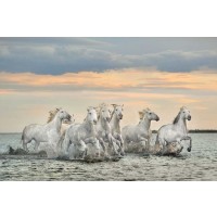 Xavier Ortega - Camargue Horses - France