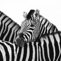 Nina Papiorek  - A Safe Place