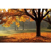 Mike Jones - Autumn