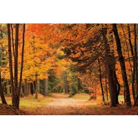 Mike Jones - Autumn Walk