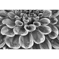 Dennis Frates - Silver Dahlia