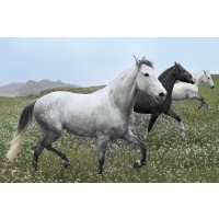 Jorge Llovet - Perfect Pasture