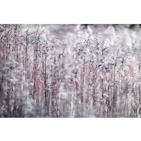 Assaf Frank  - Cotton Tops
