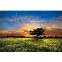 Celebrate Life Gallery  - Shadows at Sunset
