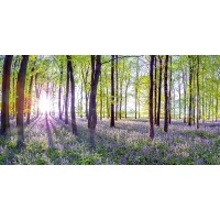Assaf Frank  - Bluebells and Sunrise