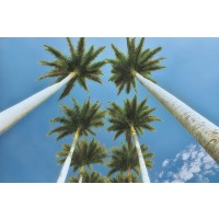 Dennis Frates - Looking Up 