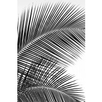 Dennis Frates - Tropical Fan