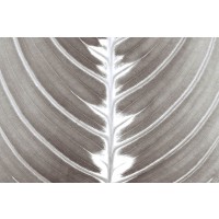 Assaf Frank - Natures Beauty