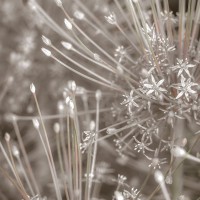 Assaf Frank - Silver Alliums