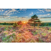Assaf Frank - Heathland Sunset