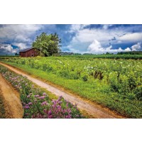 Celebrate Life Gallery - Family Farm