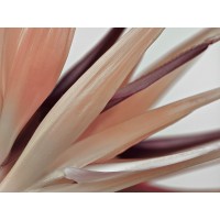 Assaf Frank - Heliconia Harmony