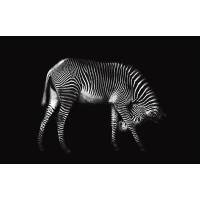 Xavier Ortega - Zebra Solo