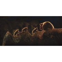 Xavier Ortega - Triplets