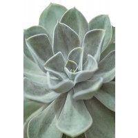 Assaf Frank - Echeveria