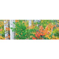 Dennis Frates - Forest Colors