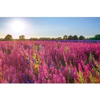 Assaf Frank - Delphinium Field