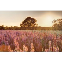 Assaf Frank - Delphinium Sunset