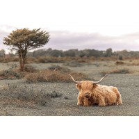 Assaf Frank - Highland Cow II