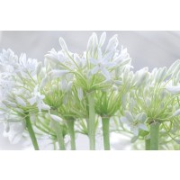 Assaf Frank - African Lily I