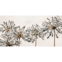 Assaf Frank - African Lily II
