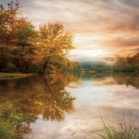 Celebrate Life Gallery - Fallen Leaves