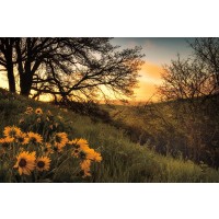 D. Burt - Sunrise Silhouette