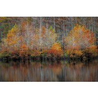 D. Burt - Autumn Cypress