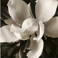 Christine Elizabeth - Unfolding I