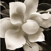 Christine Elizabeth - Unfolding II