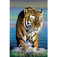 Tiger - Watery Walk