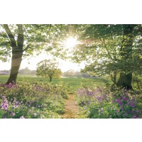 Assaf Frank - Something Beautiful 