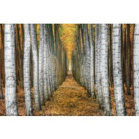 Michael Cahill - Tree Farm 