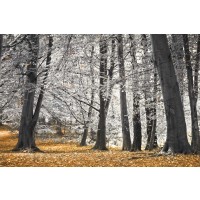 Assaf Frank - Autumn Trees And Leaves 