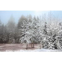 Mike Jones - Frosty Morning 