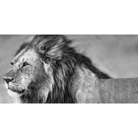 Xavier Ortega - Lion Eyes 