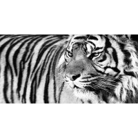 Xavier Ortega - Tiger Eyes 