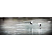 Todd McPhetridge - Coasting 