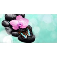 Omar Olavi - Orchid and Butterfly  
