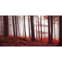 Brian Kurts - Magical Red Forest  