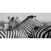 Rogelio Tybalt - Zebra Unity  