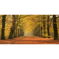 Theodor Climacus - Autumn Forest  