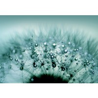 Torhild Adrijana - Water Drops on Dandelion  