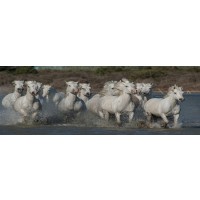 Jocelyn Borivoj - Horses - Running 