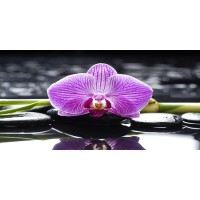 Omar Olavi - Pink Orchid with Bamboo  