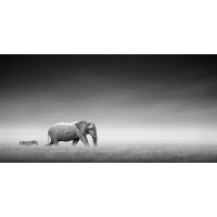 Felicia Roy -Elephant and Zebra Walking  
